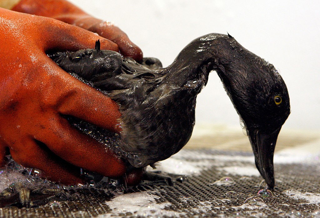 wildlife bird cleanup sudsing