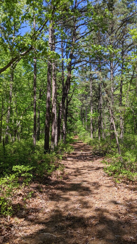 pomona-woods-forest Dirt footpath through wooded area