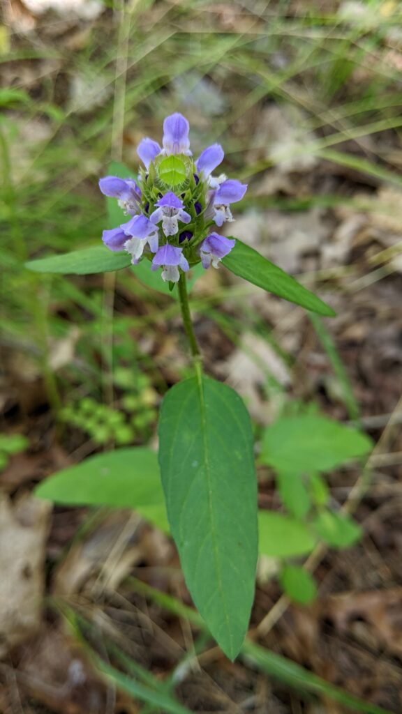 pomona-woods-heal-all-flower Purple woodland flower