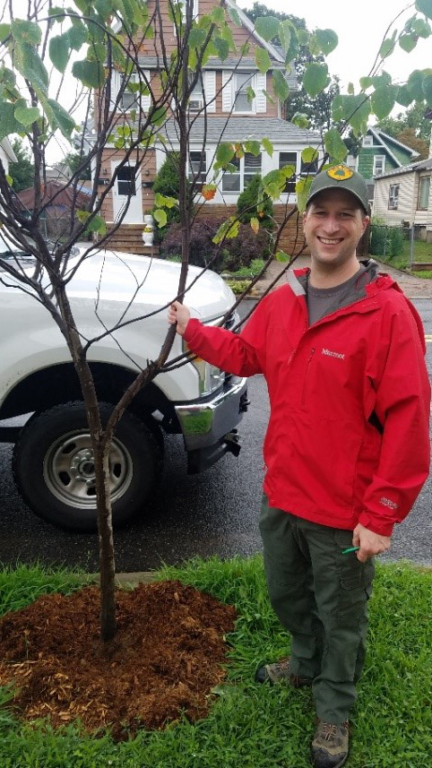 DEP Forester Brian McDonald inspects trees planted in Bergenfield, Bergen County with help from a stewardship grant