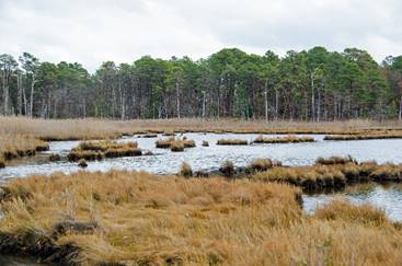 A marsh with trees in the background