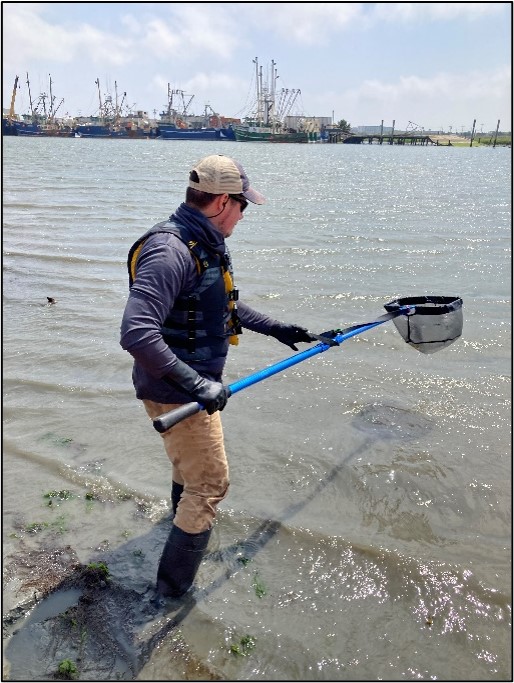 Monitoring of Clinging Jellyfish