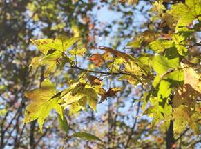 Commissioner LaTourette Congratulates Communities that Received $22 Million in Federal Urban Forestry Funding as DEP Caps Climate Week