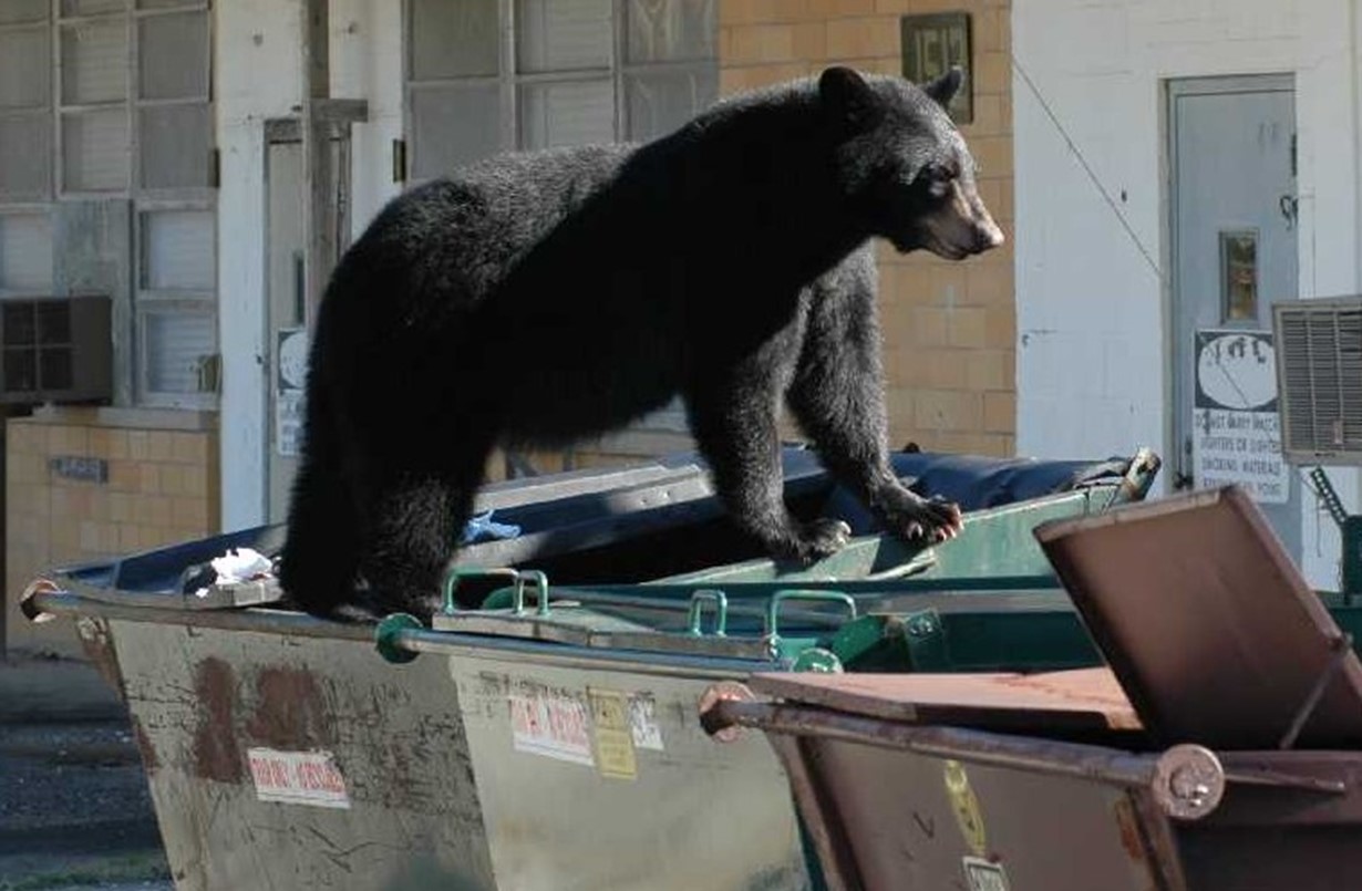 Bears more active ahead of denning season