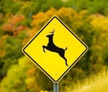 deer-sign
