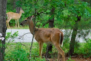 deer