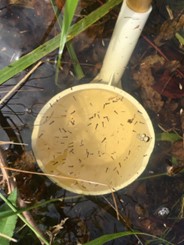 Controlling Mosquito Populations