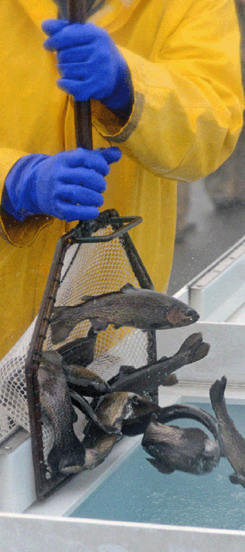PEQUEST TROUT HATCHERY