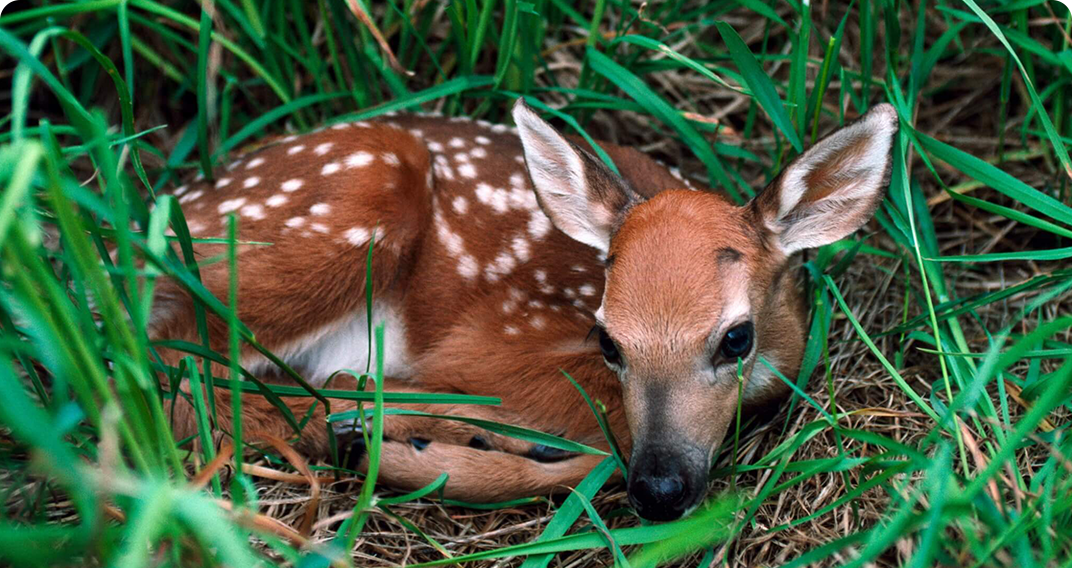 WILDLIFE