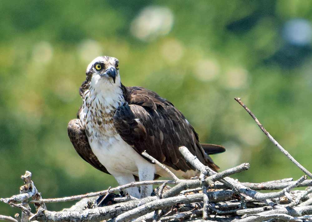 osprey