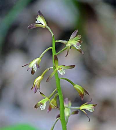 puttyroot