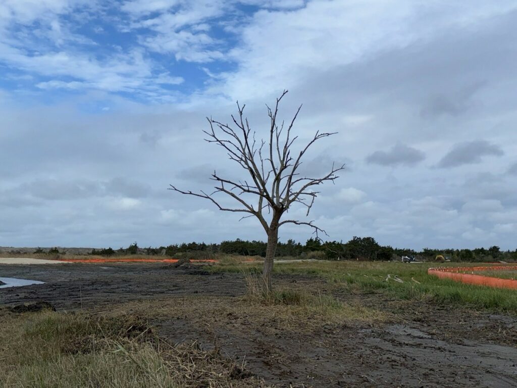 Picture18-oct2024 Grading of marsh interior around existing tree snag – October 2024
