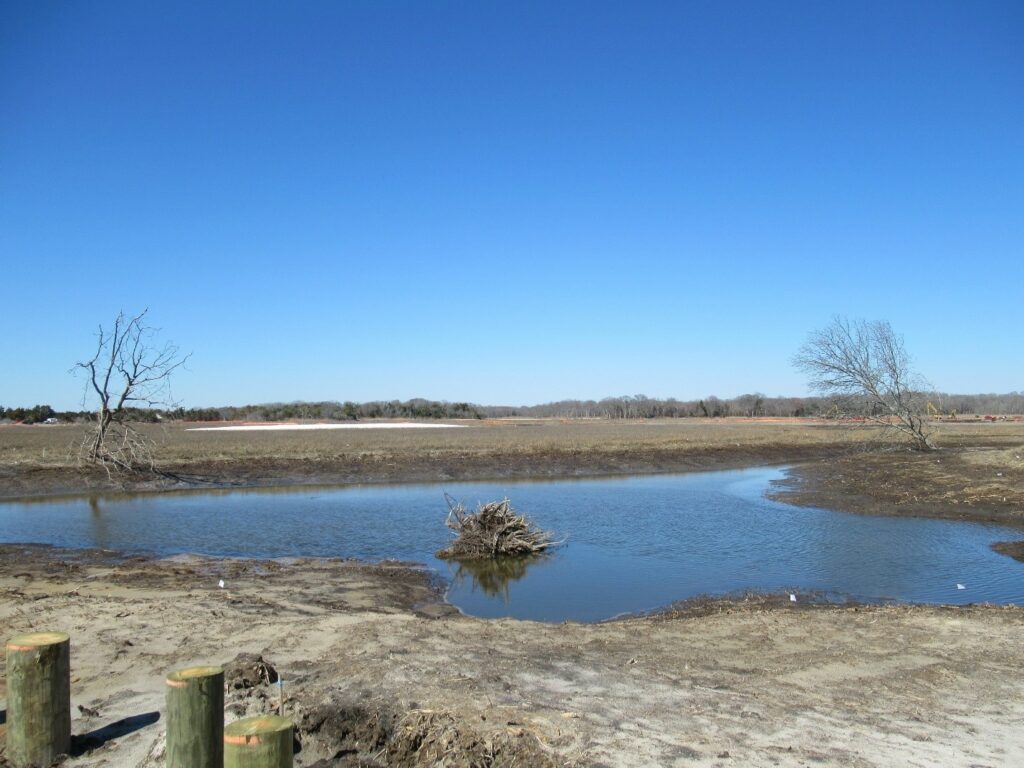 Picture2-march2025 While still under construction, here’s an example of a forthcoming wildlife viewing structure (foreground) with a newly constructed habitat cluster. The ecological uplift to this area consists of the creation of tidal open water and associated mudflats, high marsh, sand nesting/foraging ground, and tree snags – March 2025