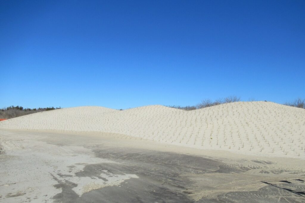 Picture7-march2025 Planting of a constructed interior dune system with beachgrass plugs (Ammophilia breviligulata) – March 2025