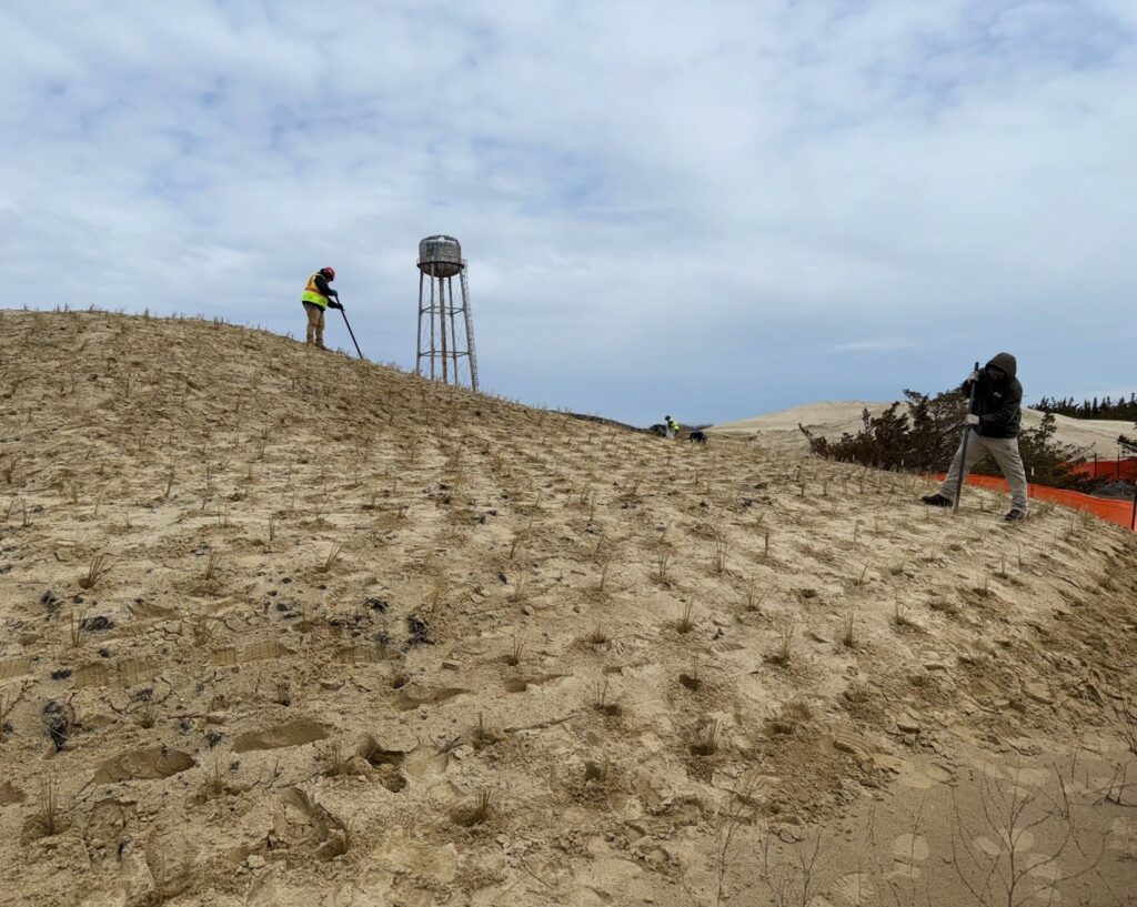 Picture9-march2025 Planting of a newly constructed bayside dune with beachgrass plugs (Ammophilia breviligulata) – March 2025