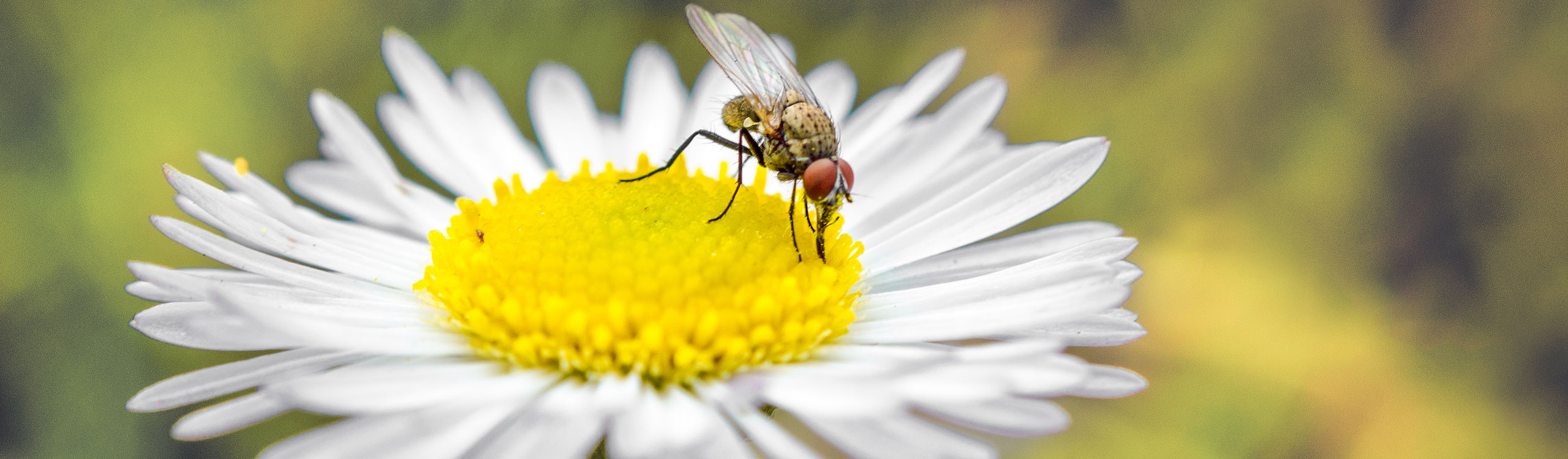 flower-bee-2560pxby750px
