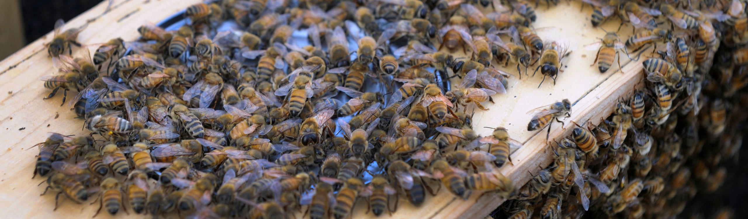 bees-2560pxby750px