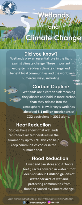 Wetlands and Climate Change Infographic